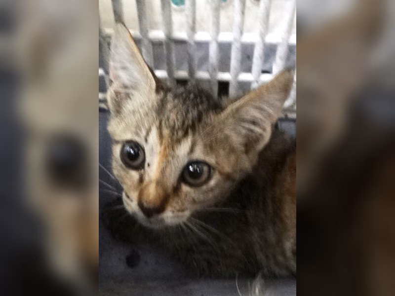 Tabby young mixed-breed cat, Medium, shelter no. …1767