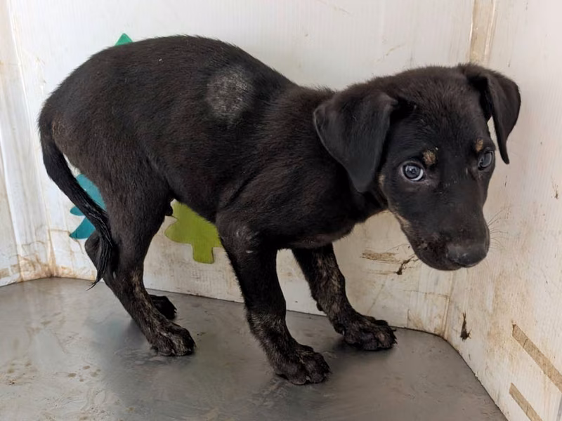Black young male mixed-breed dog, Medium, shelter no. …1108