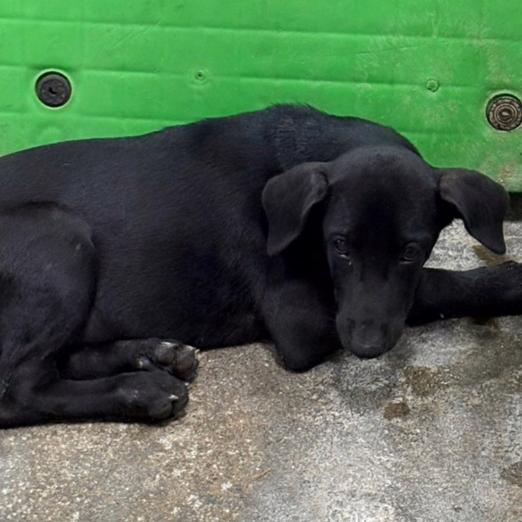 Black adult female mixed-breed dog, Medium, shelter no. …3021