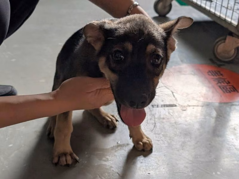 Black adult male mixed-breed dog, Large, shelter no. …2501