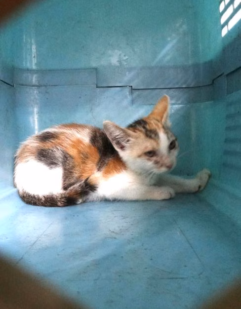 Calico young mixed-breed cat, Medium, shelter no. …1474
