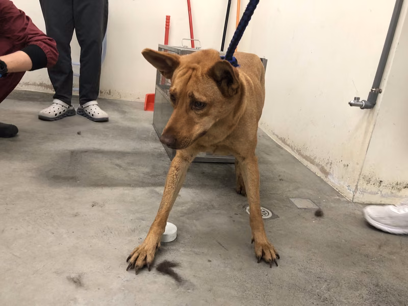 Tan adult female mixed-breed dog, Medium, shelter no. …3103
