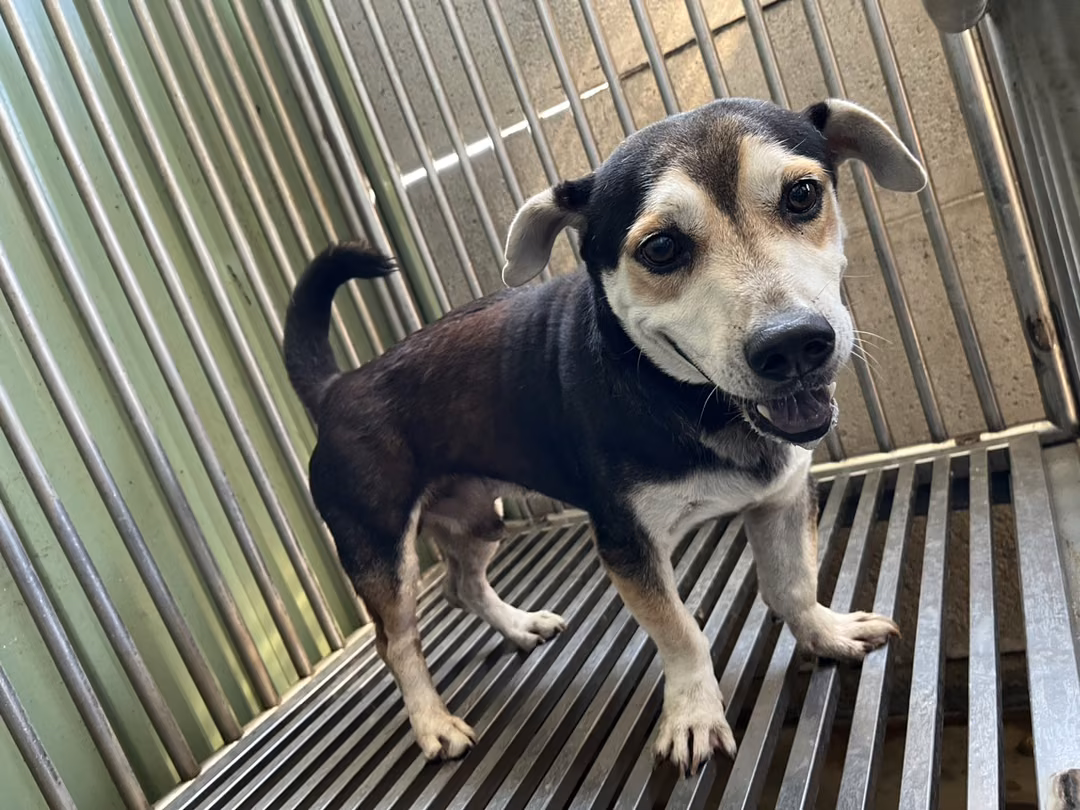 Black-and-white adult male mixed-breed dog, Medium, shelter no. …8001