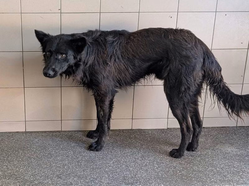 Black adult male mixed-breed dog, Large, shelter no. …1506