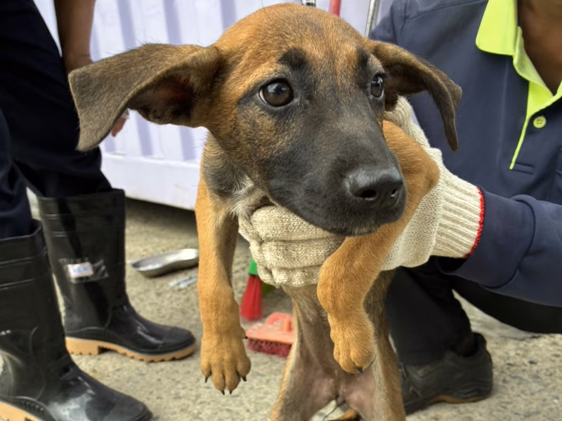 Young female mixed-breed dog, Small, shelter no. …7010