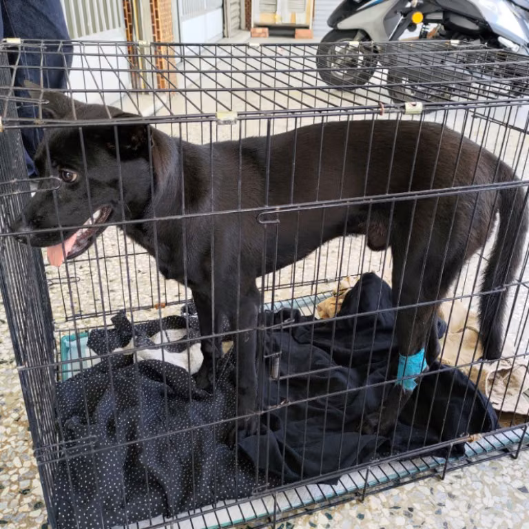 Black adult male mixed-breed dog, Medium, shelter no. …2-06
