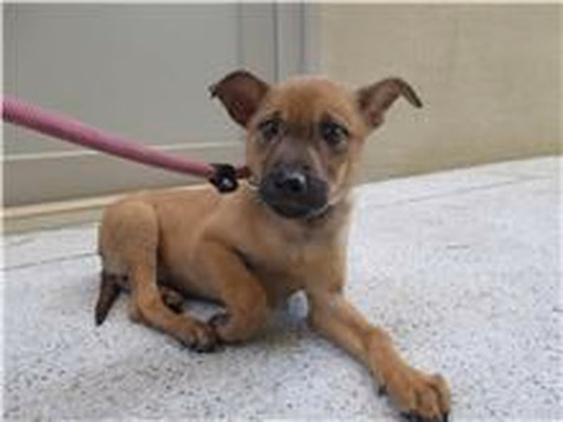 Tan adult female mixed-breed dog, Small, shelter no. …9002