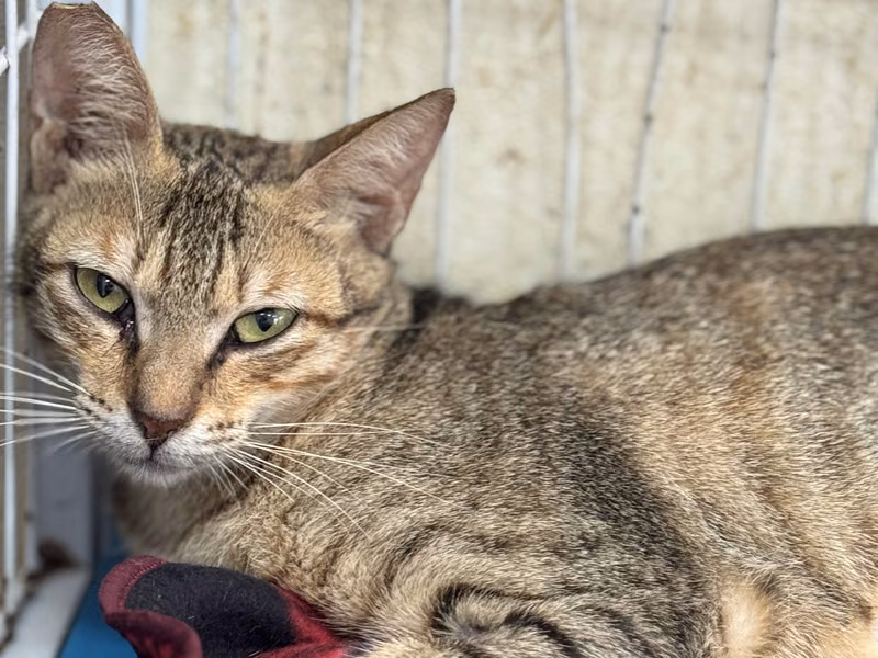 Tabby adult female mixed-breed cat, Large, shelter no. …5006