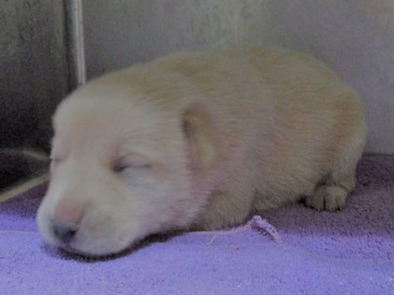 Tan young female mixed-breed dog, Small, shelter no. …8001