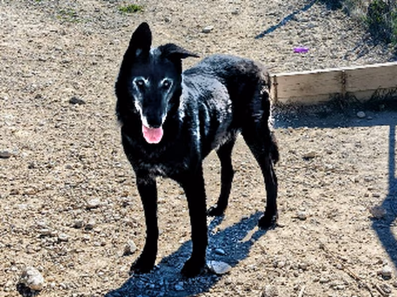 Rex, Adult · Male · Large · Belgian Shepherd