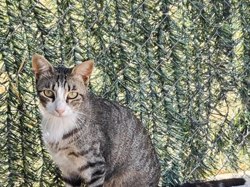 Repoliu / Guapetón, Young · Male · European Shorthair