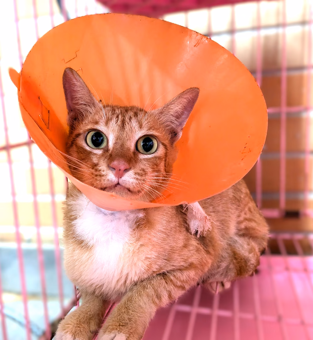 Orange adult female mixed-breed cat, Medium, shelter no. …1002
