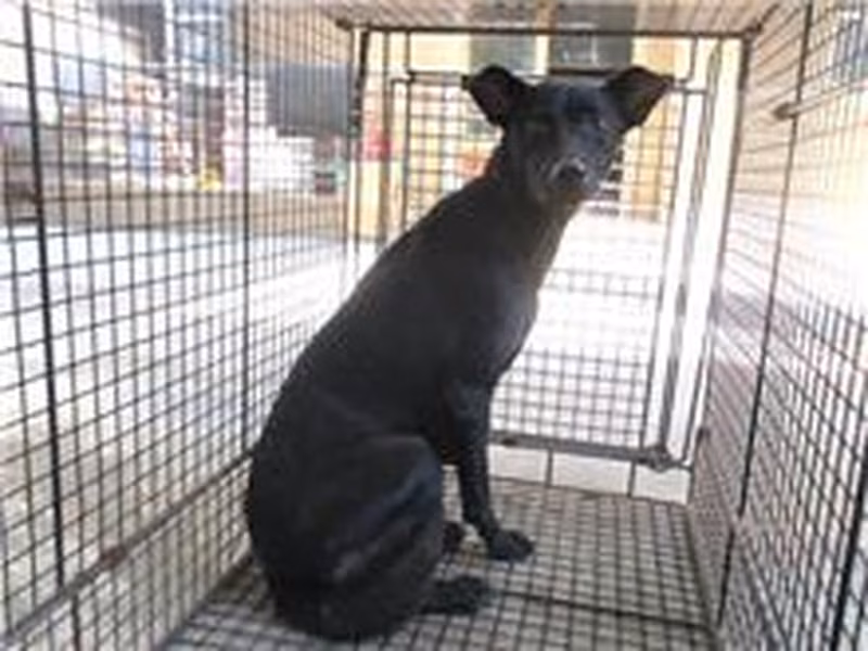 Black female mixed-breed dog, Medium, shelter no. …8002