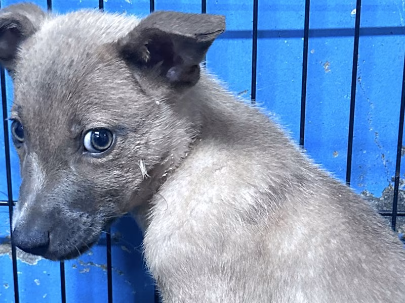 Cream young male mixed-breed dog, Small, shelter no. …4003