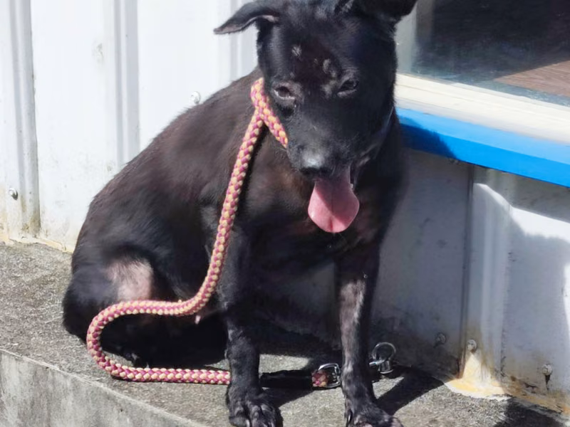 Black adult female mixed-breed dog, Medium, shelter no. …2702