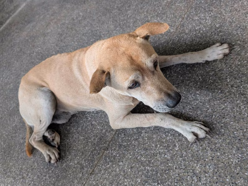 Tan adult male mixed-breed dog, Large, shelter no. …2012