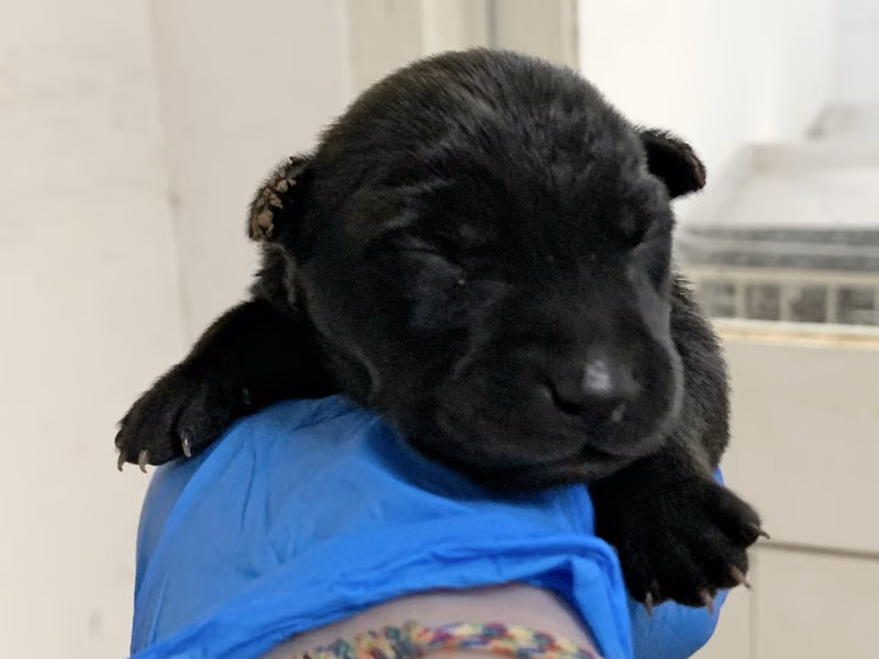 Black young female mixed-breed dog, Small, shelter no. …2112