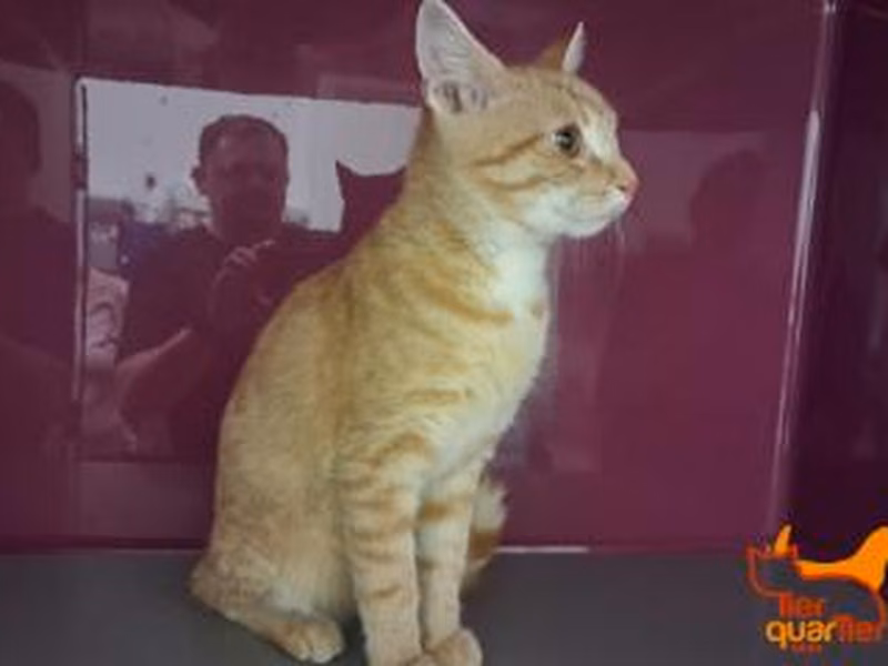 Tabby young male European Shorthair, shelter no. …4197