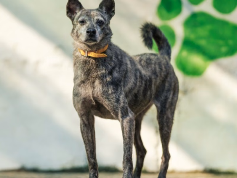 ミックス犬(メス・成犬・トラ)、中型, 施設番号 …1505