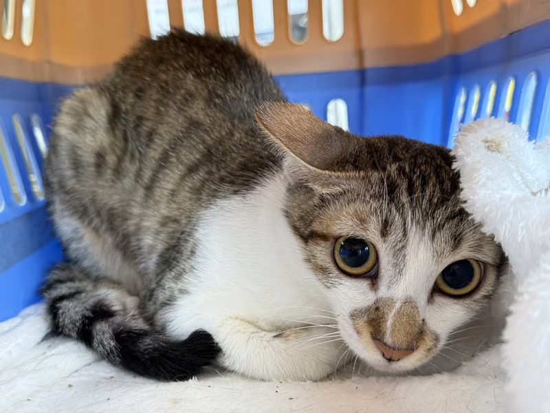 Tabby-and-white adult female mixed-breed cat, Small, shelter no. …1401