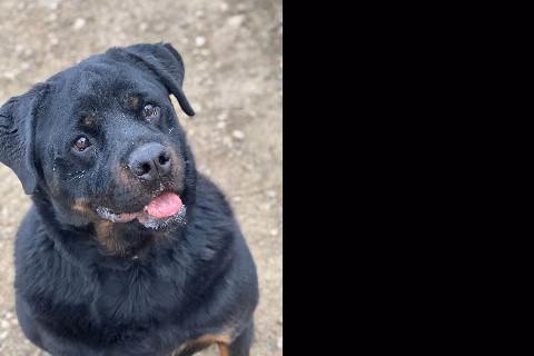 Adriano, Adult · Male · Medium · Rottweiler