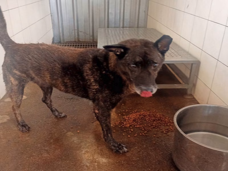 Black adult male mixed-breed dog, Medium, shelter no. …2502