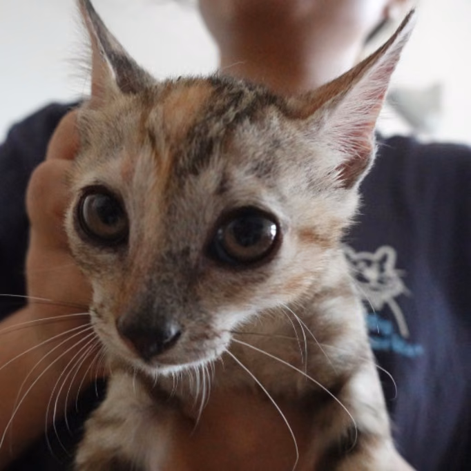 Tabby young female mixed-breed cat, Small, shelter no. …8-17