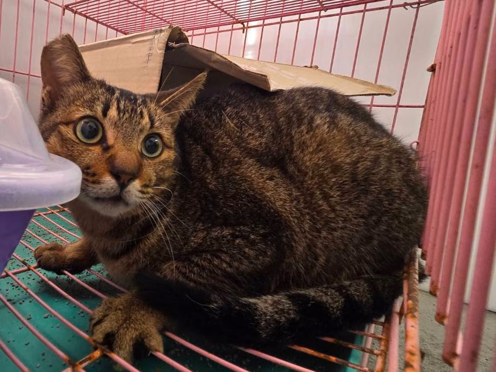 Tabby adult female mixed-breed cat, Medium, shelter no. …0702