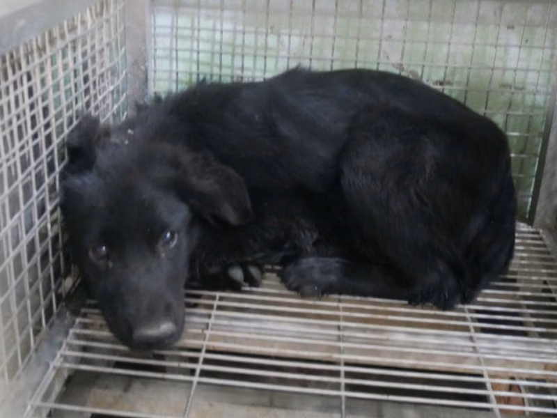 Black adult female mixed-breed dog, Medium, shelter no. …1-03