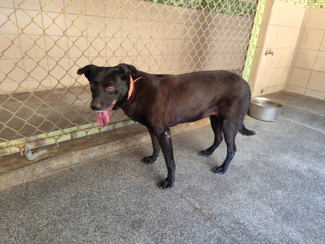 Black adult female mixed-breed dog, Large, shelter no. …1102