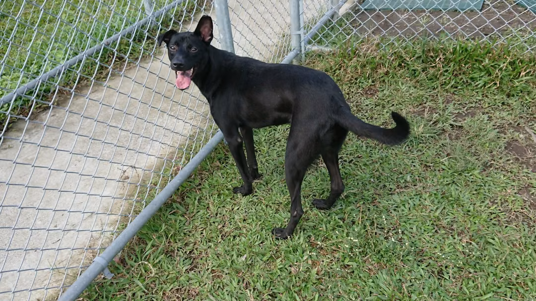 Black young male mixed-breed dog, Small, shelter no. …1504