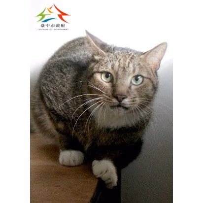 Tabby-and-white adult male mixed-breed cat, Small, shelter no. …6012