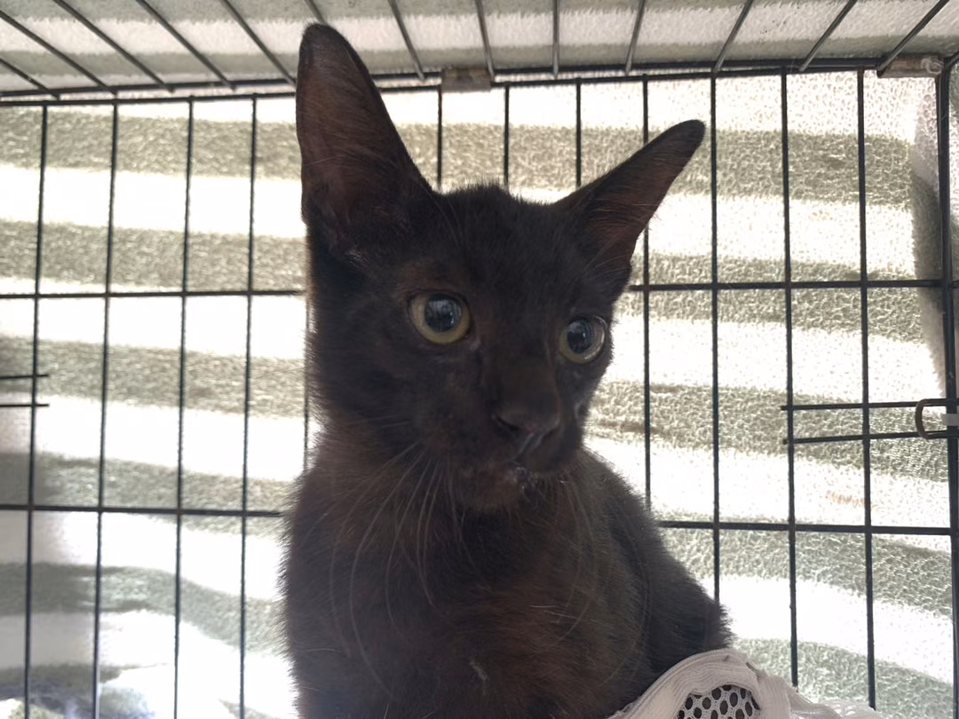 Black young male mixed-breed cat, Small, shelter no. …1402