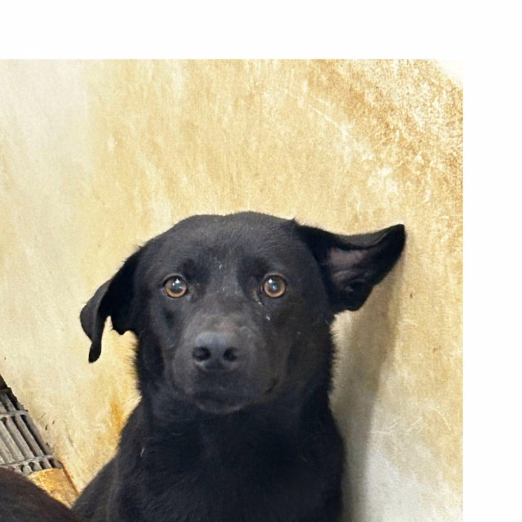 Black-and-white adult male mixed-breed dog, Large, shelter no. …4011