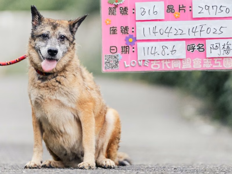 Calico adult female mixed-breed dog, Medium, shelter no. …2004