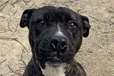 Sasa, Senior · Female · Medium · American Pit Bull Terrier