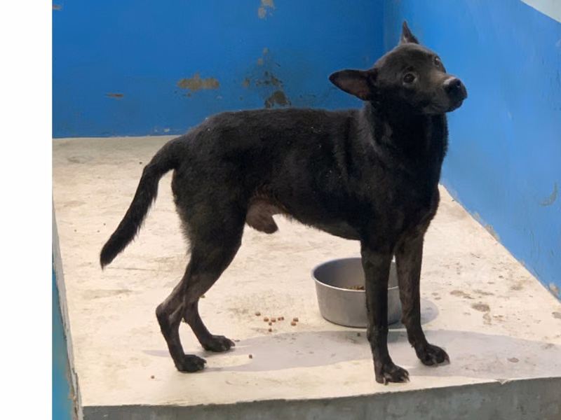 Black adult male mixed-breed dog, Large, shelter no. …8005