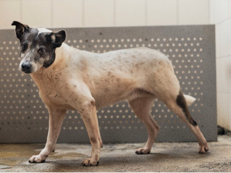 Black-and-white adult female mixed-breed dog, Medium, shelter no. …1602