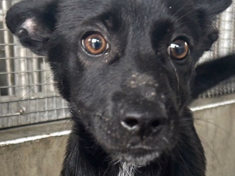 Black young female mixed-breed dog, Medium, shelter no. …7015