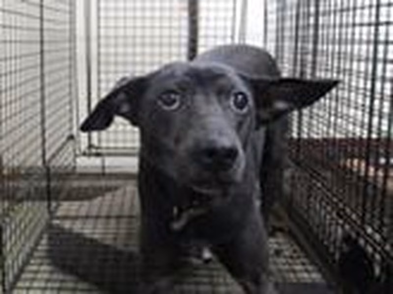 Black female mixed-breed dog, Medium, shelter no. …2002