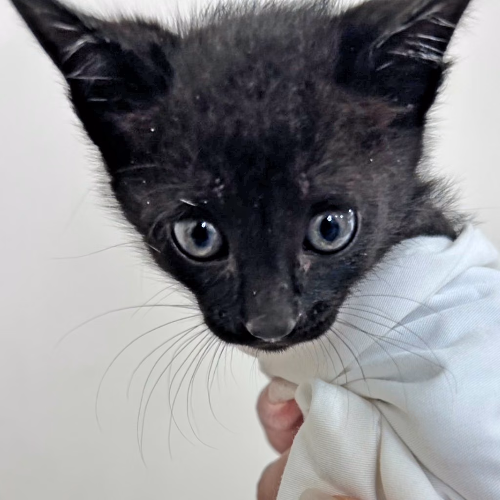 Black young male mixed-breed cat, Small, shelter no. …2C02