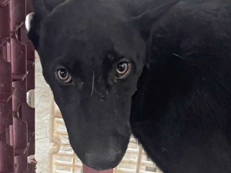 Black adult male mixed-breed dog, Large, shelter no. …9026