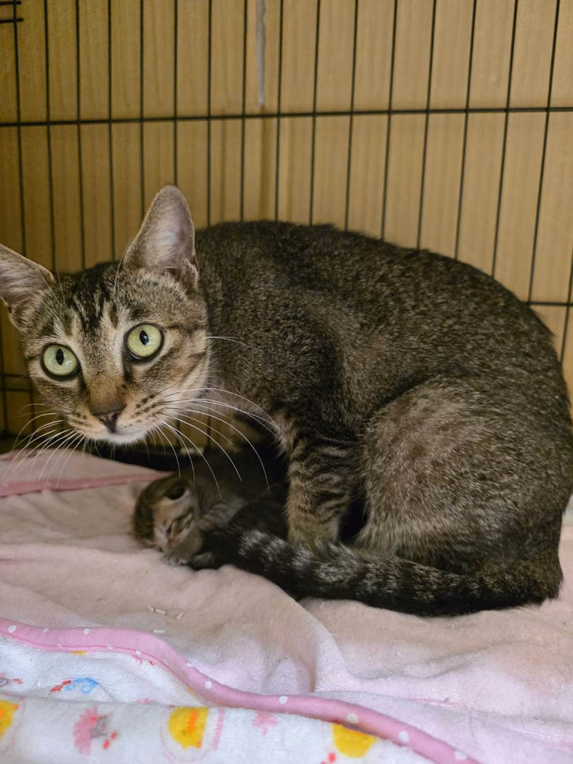 Tabby adult female mixed-breed cat, Small, shelter no. …0001