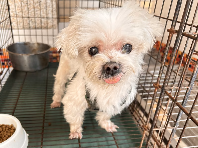 maltese (Babae, Matanda na, puti), Maliit, blg. ng shelter …13W7