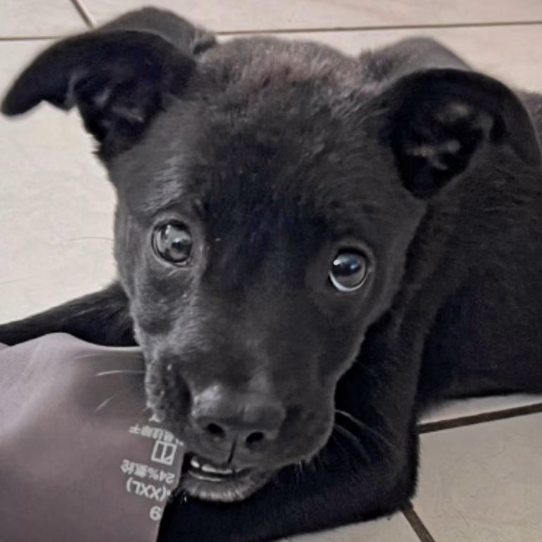 Black young female mixed-breed dog, Small, shelter no. …3011