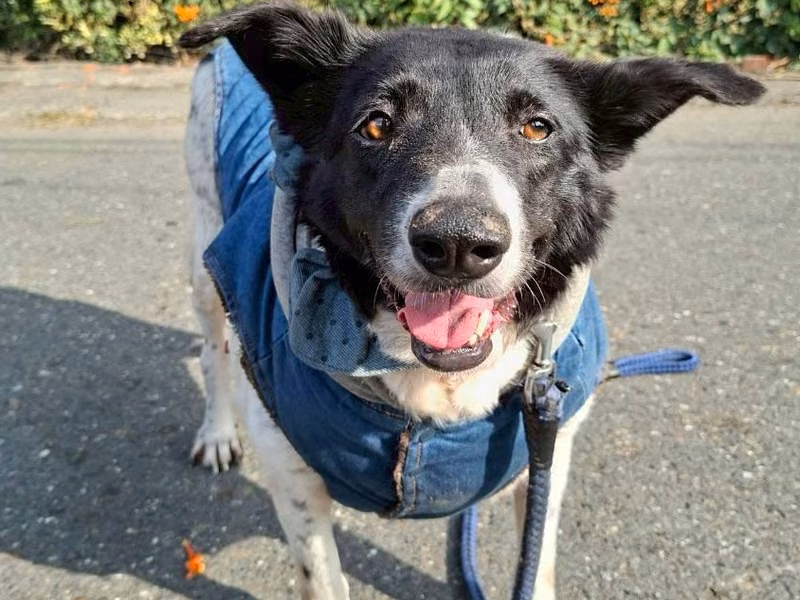 Black-and-white adult female mixed-breed dog, Large, shelter no. …5-02