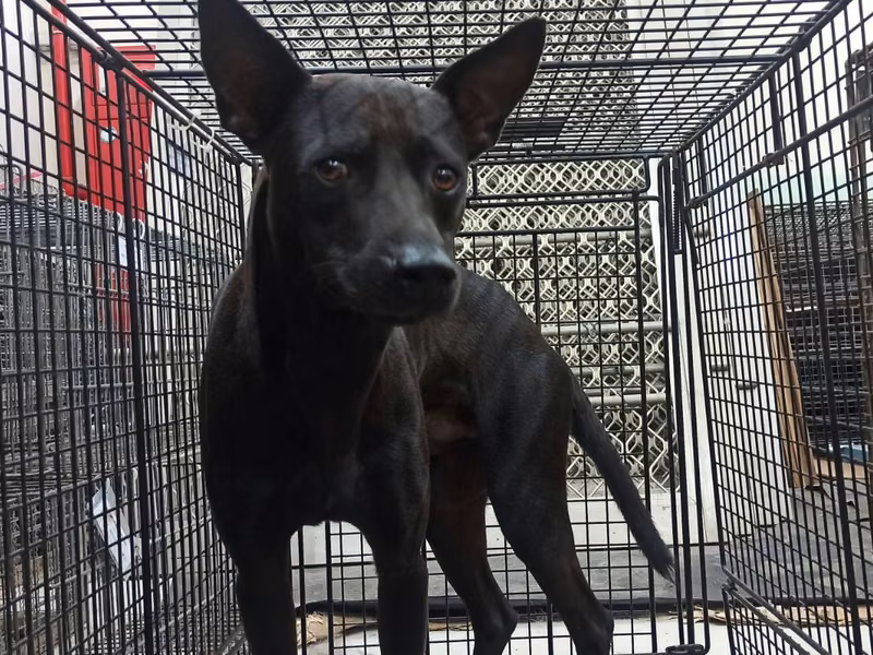 Black adult male mixed-breed dog, Medium, shelter no. …2D04