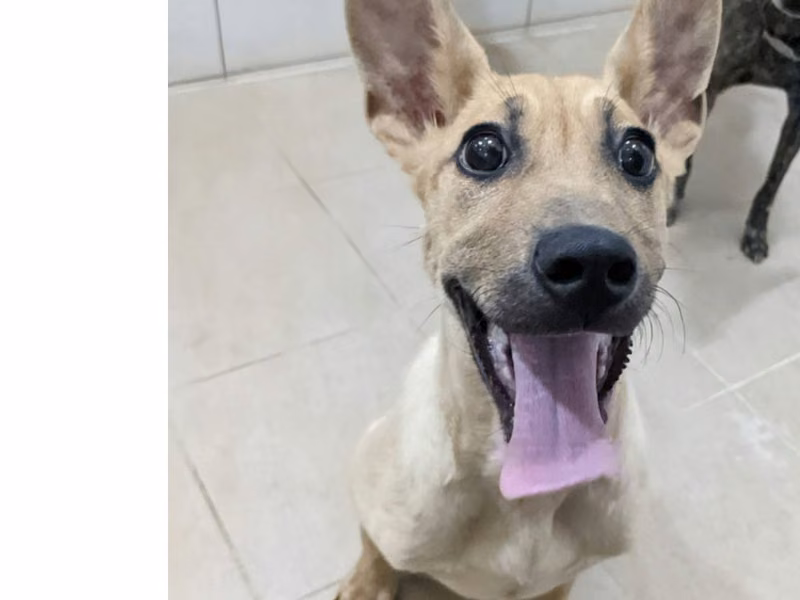 Tan young male mixed-breed dog, Small, shelter no. …5003