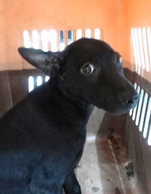 Black adult female mixed-breed dog, Large, shelter no. …1589