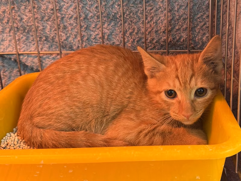 Orange tabby young male mixed-breed cat, Small, shelter no. …1002